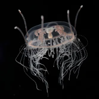 Jellyfish against a black background