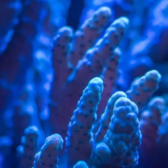 Many pieces of live coral under a blue light