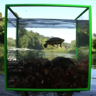 A one-cubic-foot cube with clear sides and a green frame, shown above a river’s surface. Inside the cube a turtle swims.