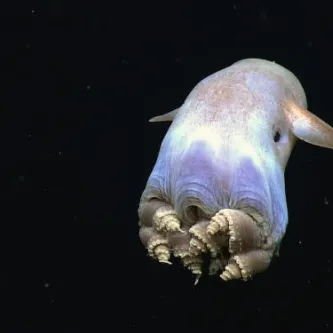 Smooth egg-shaped creature with fins near the eyes a front and folded tentacles behind.