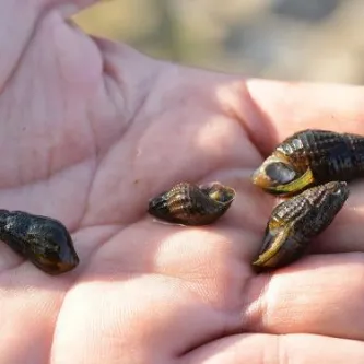 Four small snails with small brown and yellow elongated spiral shells, sitting on a person's hand