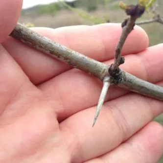 Small branch of mesquite in an open hand