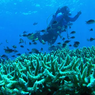 Scientist underwater in scuba gear, swimming over reef with numerous fish