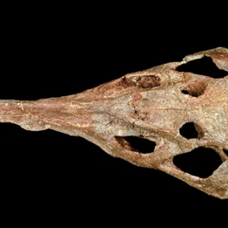 Overhead view of a long, triangular fossil skull