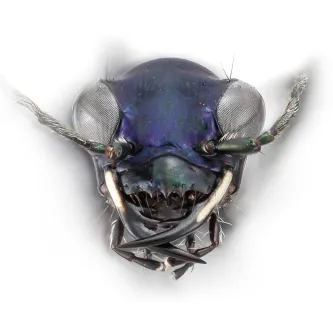 tiger beetle face