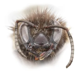 image of a bee face