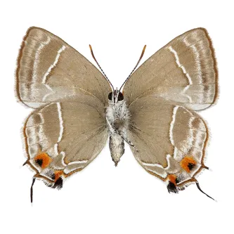 image of a Lycaenid butterfly