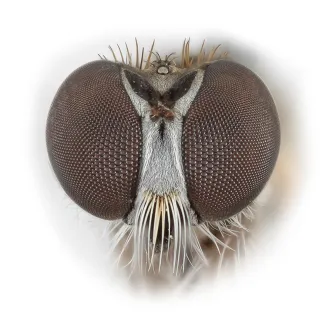 image of a fly face