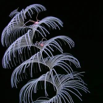 A long white soft coral
