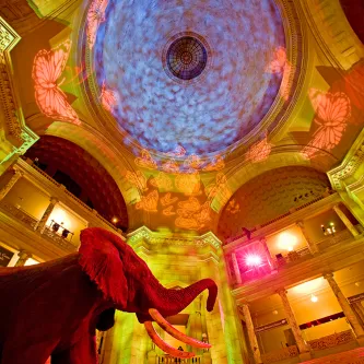 博物馆圆形大厅的仰角照片，黄色和粉红色灯光在天花板圆顶上投射出大蝴蝶