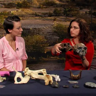 Maggy Benson and Dr. Briana Pober sit at a table with casts of early human skulls, their stone tools, and the skull of a carnivore.