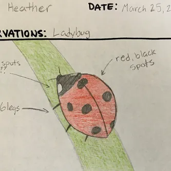 Drawing of a ladybug on a blade of grass. There are text labels around the ladybug, with lines pointing from each label to the drawing.