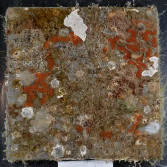 An ocean settlement plate used to study marine invertebrate communities