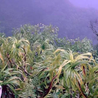 Flora of Marquesas