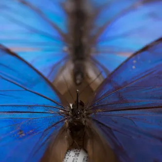 Up Close Photo of Blue Butterfly