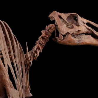 Cast skeleton of an Edmontosaurus annectens dinosaur