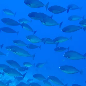 A school of unidentified saltwater fish swim in water that appears as a deeply saturated blue