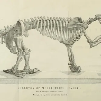 Drawing of skeleton of Megatherium cuvieri