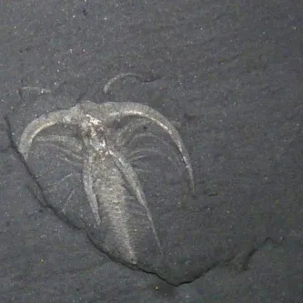 A "lace crab" (Marella splendes)