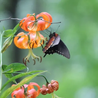 A black and brown butterfly sitting on an orange flower
