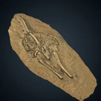 A photograph of a fossil with a black background.