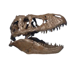 A T. rex skull