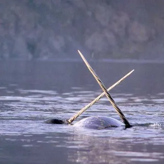 Two narwhal tusks, protruding up from surface of the water