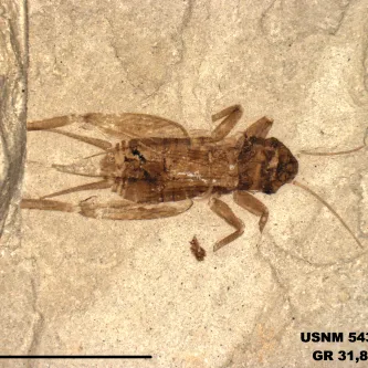 image of cricket specimen on rock