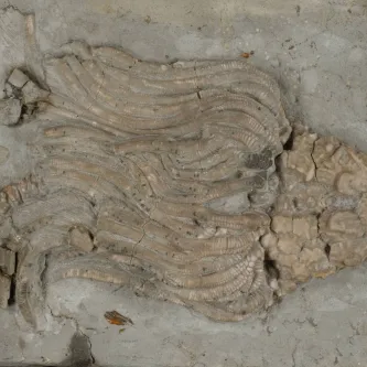 Image depicts a crinoid embedded in a slab