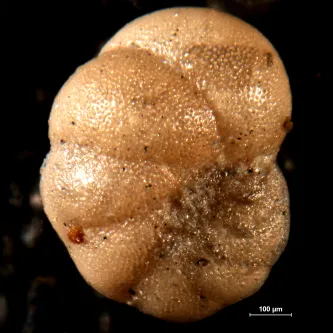 image of foraminifera specimen