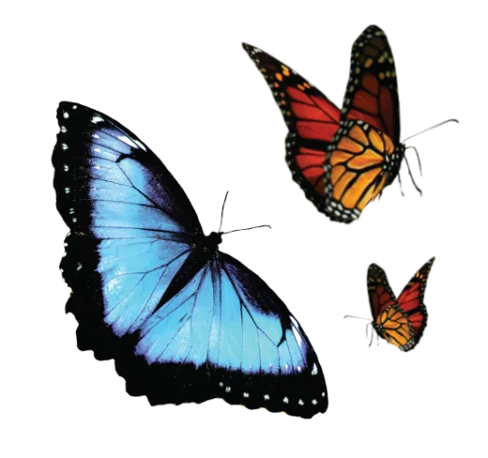 A blue and black Blue Morpho butterfly and two red, orange, and black monarch butterflies