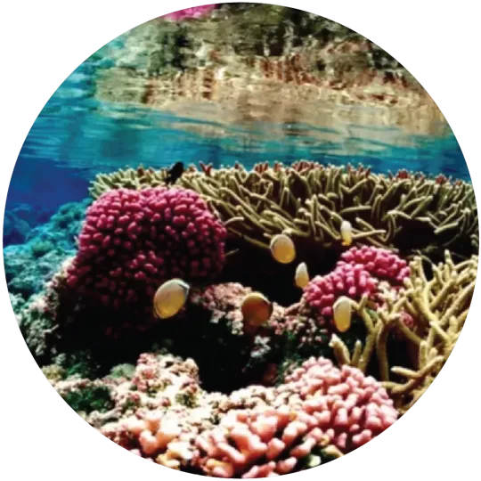 Coral reef with pink, yellow, and brown corals and small yellow fish