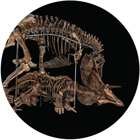 A Tyrannosaurus rex skeleton posed hunched over a Triceratops skeleton. The T. rex is taking a bit out of Triceratops's head.