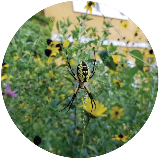 A black and yellow garden spider sitting in a web in front of a thick stand of tall yellow and black flowers with long green stems. There is a house behind the flowers.