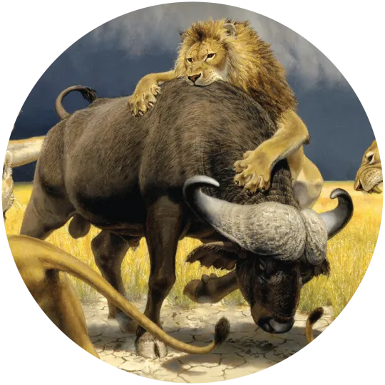 Color illustration of a male lion grabbing and biting a water buffalo in a savanna landscape.