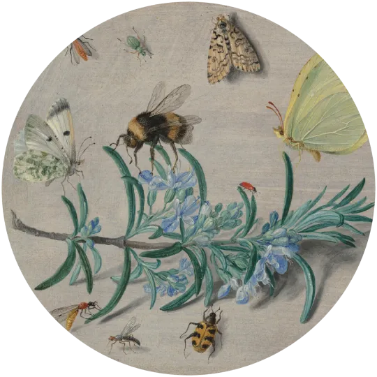 Color illustration of a bee, moths, beetles and other insects around a sprig of rosemary.