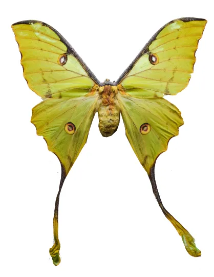 A yellow moth specimen.