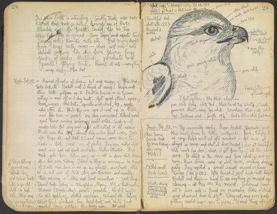 Pages from William Duncan Strong's field notebook from his trip to northeastern Honduras in 1933. The pages shown include handwritten field notes and a sketch of a bird. This notebook forms part of the William Duncan Strong papers.