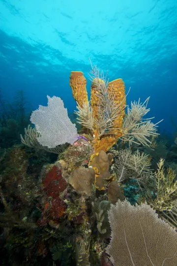 a grouping of different species of coral underwater, with the surface of the ocean visible in the background