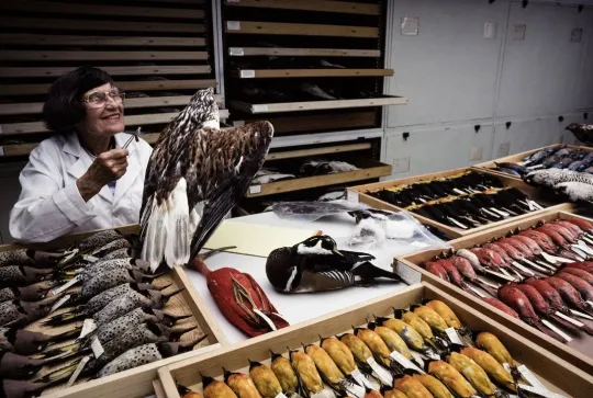 Roxie Laybourne examining bird specimens