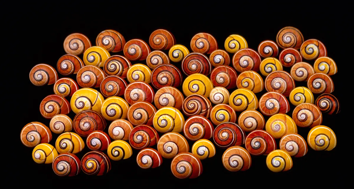 Cuban Tree Snails- Red and Yellow Random