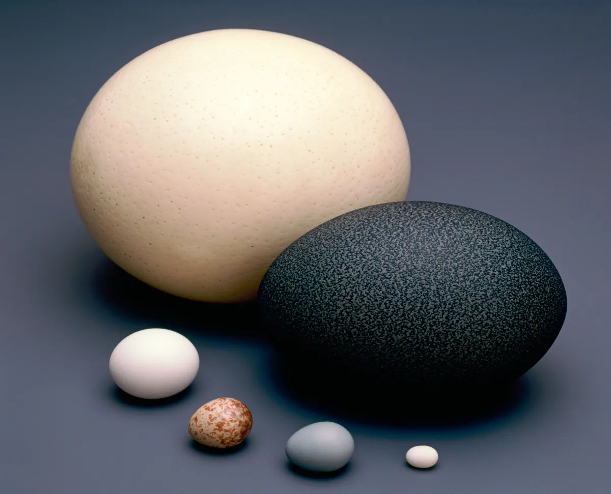 Comparative Eggs, Large and Small