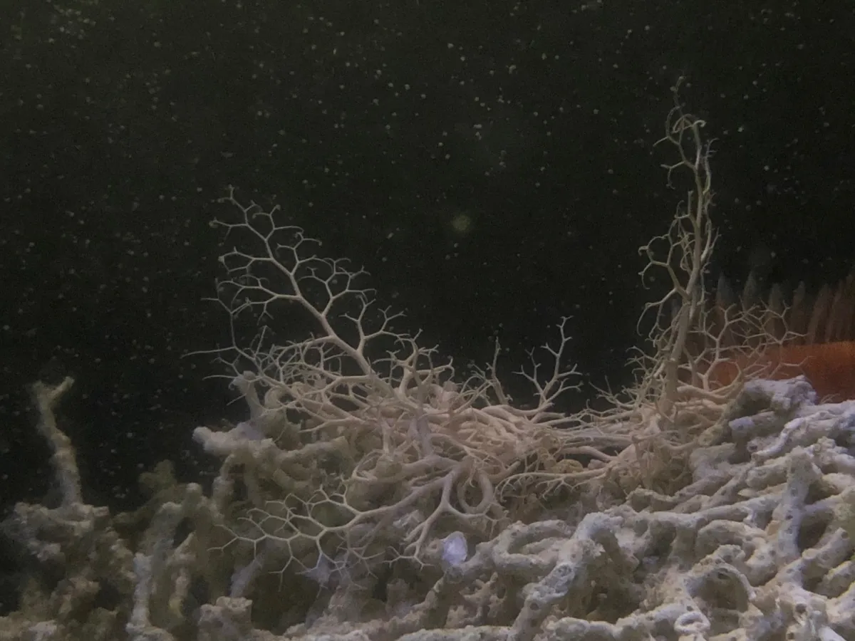 Basket Star perched on Oculina corals
