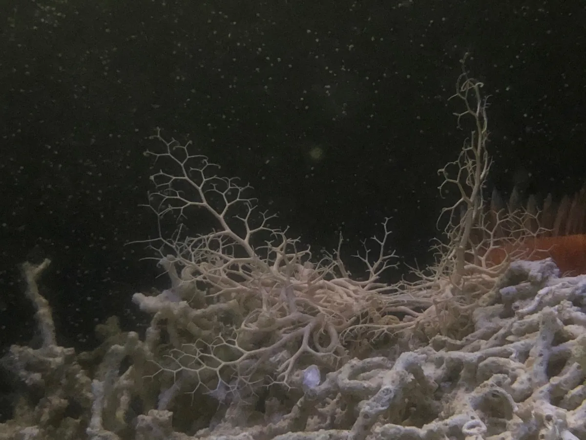 In a scientific first, a deep-sea basket star spontaneously