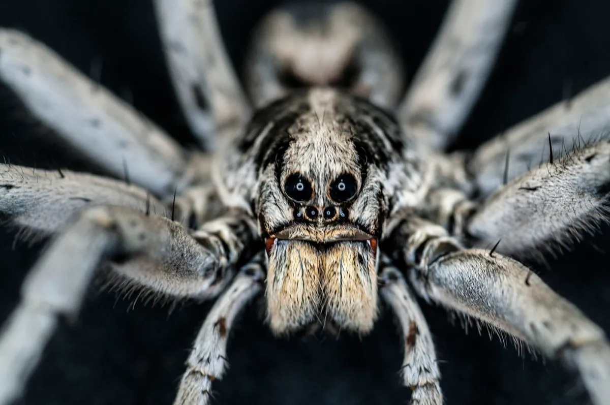 Close up of a gray and black spider, showing its eyes and mouth in focus