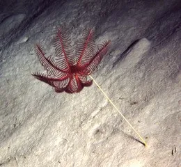 A sea lily on the ocean floor