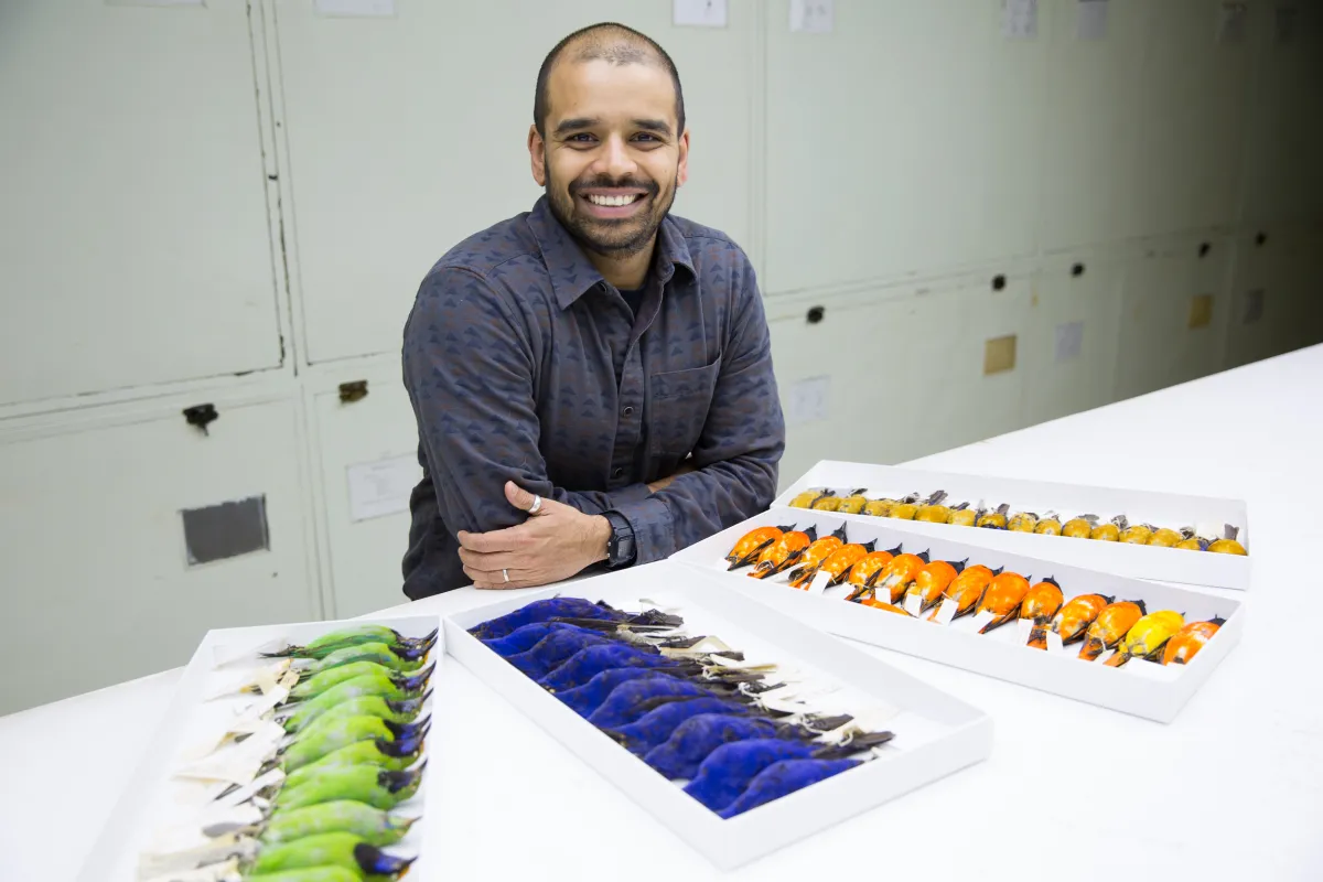 Ornithologist Sahas Barve standing at a countertop with four boxes of brightly colored bird specimens.