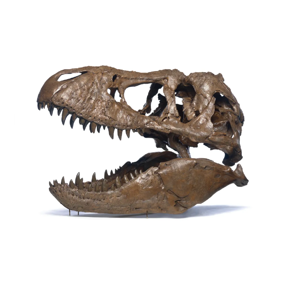 Cast of a fossil T. rex skull
