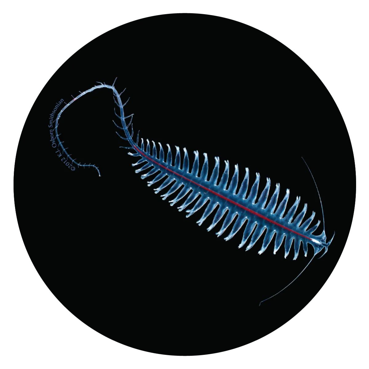 Tomopteridae or gossamer worm
