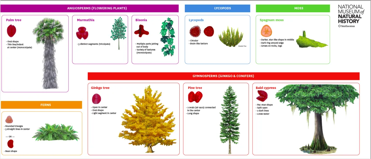 Graphic chart of various types of plants, showing their seeds and full-grown examples